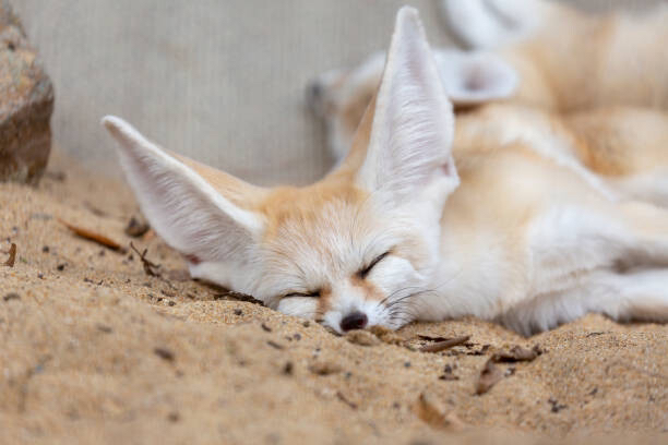 Picture of a fennec fox